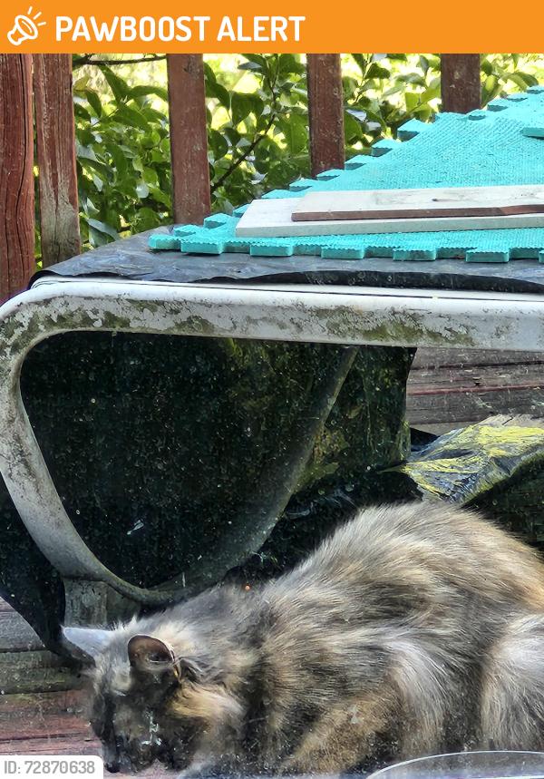 Found/Stray Unknown Cat last seen North celestial and Saturn Lane Crestview Hills Greer South Carolina, Spartanburg County, SC 29651