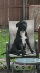 Lost Male Dog last seen La Prada and Northwest DR, Mesquite, TX 75150