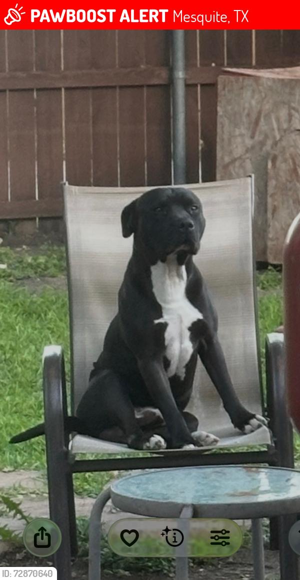 Lost Male Dog last seen La Prada and Northwest DR, Mesquite, TX 75150