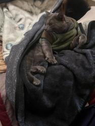 Reunited Male Cat last seen Greencastle, La sernea apmts, and greenport area, Rowland Heights, CA 91748