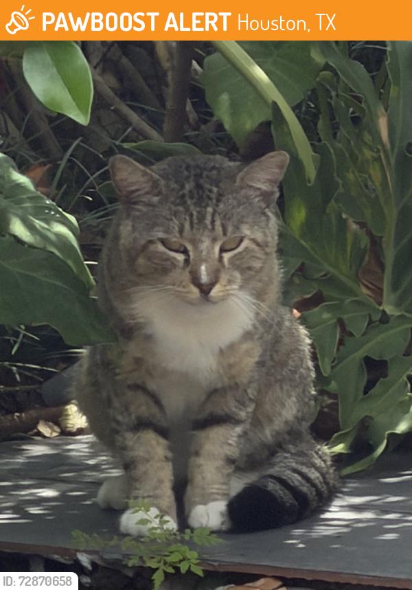 Found/Stray Unknown Cat last seen Going towards the metal fence of the black townhomes on stoney brook near woodway dr., Houston, TX 77063
