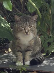 Found/Stray Unknown Cat last seen Going towards the metal fence of the black townhomes on stoney brook near woodway dr., Houston, TX 77063