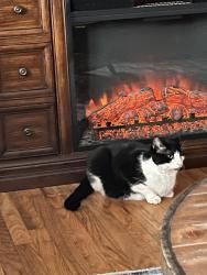 Reunited Male Cat last seen Brynell, Lexington, KY 40505