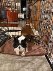 Found/Stray Female Dog last seen Found at dead end of Brown St (close to white top rd, weaver pike, and pleasant grove) , Sullivan County, TN 37618