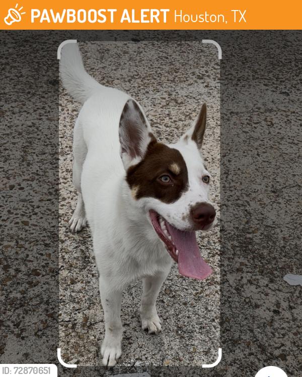 Found/Stray Female Dog last seen W Tidwell and Guhn rd, Houston, TX 77040