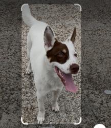 Found/Stray Female Dog last seen W Tidwell and Guhn rd, Houston, TX 77040