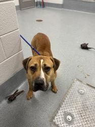 Shelter Stray Female Dog last seen Near , Indianapolis, IN 46221