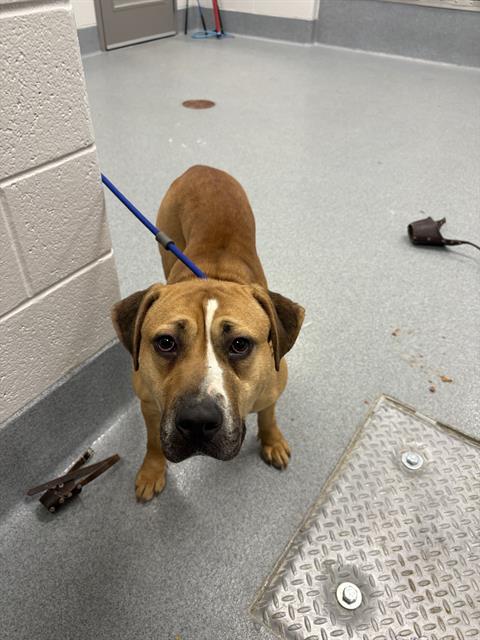 Shelter Stray Female Dog last seen Near , Indianapolis, IN 46221