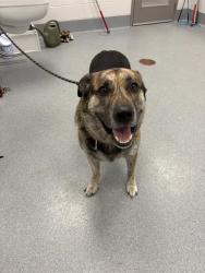 Shelter Stray Male Dog last seen Near , Indianapolis, IN 46221