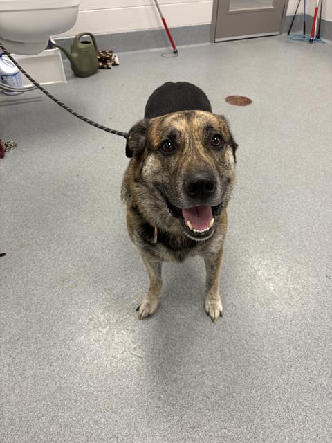 Shelter Stray Male Dog last seen Near , Indianapolis, IN 46221