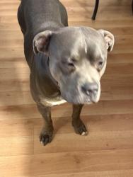 Lost Male Dog last seen Near Adams at , The Bronx, NY 10460