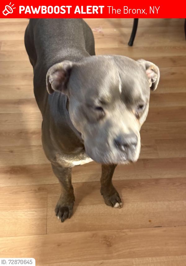 Lost Male Dog last seen Near Adams at , The Bronx, NY 10460