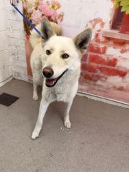 Shelter Stray Female Dog last seen 5TH X H STREET, San Bernardino, CA 92401