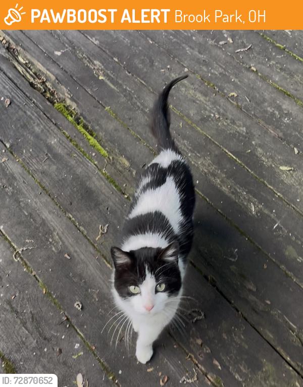 Found/Stray Female Cat last seen VCA smith road, Brook Park, OH 44142