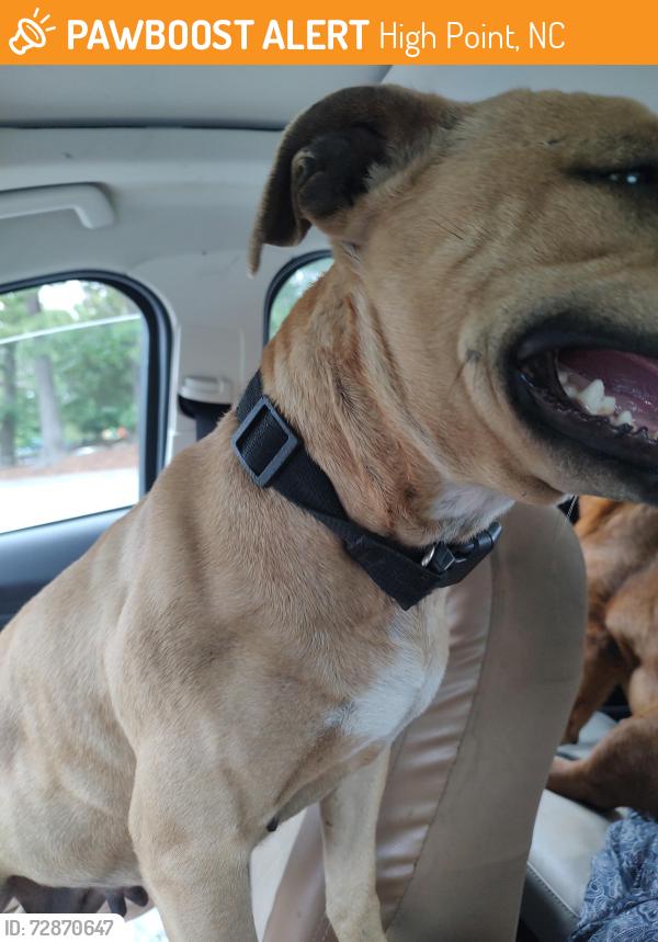 Found/Stray Female Dog last seen High Point City Lake, High Point, NC 27265