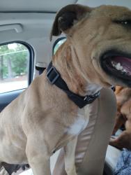Found/Stray Female Dog last seen High Point City Lake, High Point, NC 27265