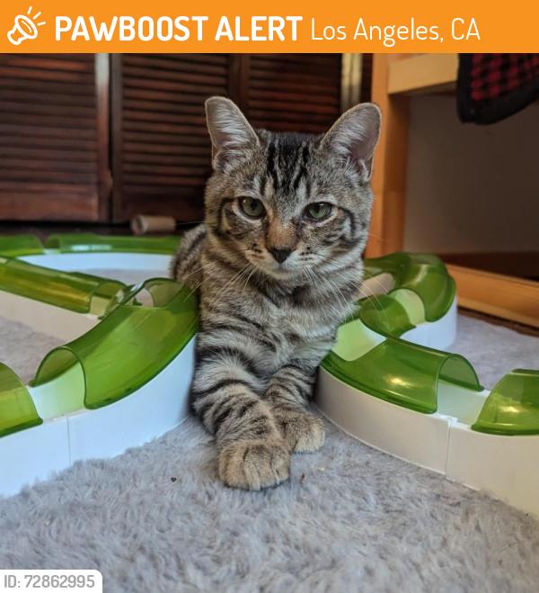 Found/Stray Female Cat last seen 110/101 Freeway Interchange, Los Angeles, CA 90012