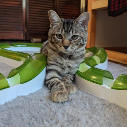 Found/Stray Female Cat last seen 110/101 Freeway Interchange, Los Angeles, CA 90012