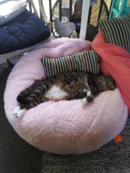 Lost Male Cat last seen Bayshore songbird, Jacksonville, FL 32233