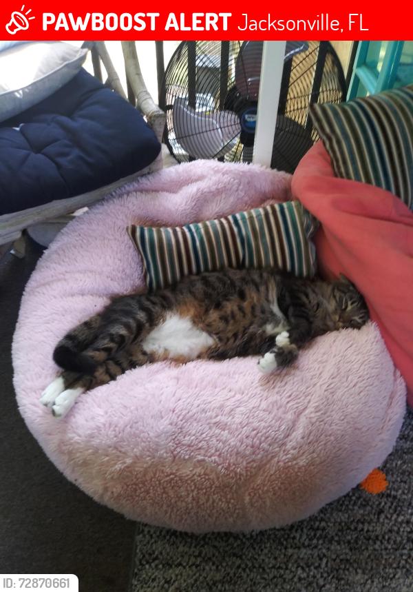 Lost Male Cat last seen Bayshore songbird, Jacksonville, FL 32233