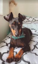 Lost Male Dog last seen Near San Luis Dr, Orlando, FL 32807