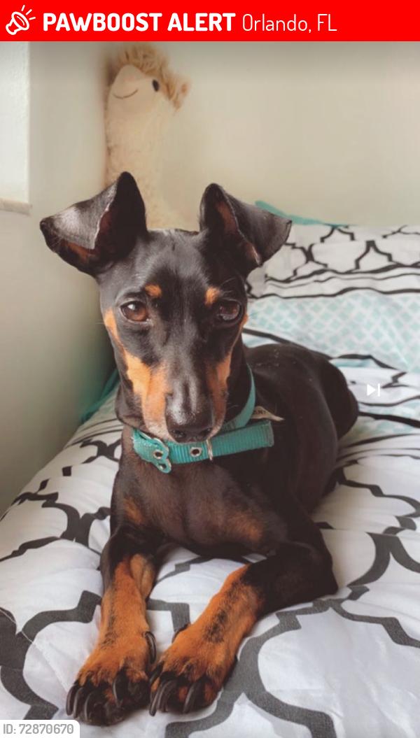 Lost Male Dog last seen Near San Luis Dr, Orlando, FL 32807