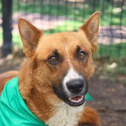 Shelter Stray Male Dog last seen Near BLOCK CROSS CREEK, San Antonio, TX 78227