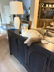 Lost Male Cat last seen Auburn folsom, Granite Bay, CA 95746