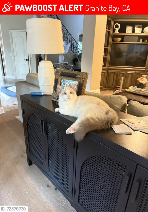 Lost Male Cat last seen Auburn folsom, Granite Bay, CA 95746