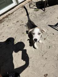Found/Stray Female Dog last seen Neans & Parkfield, Austin, TX 78758