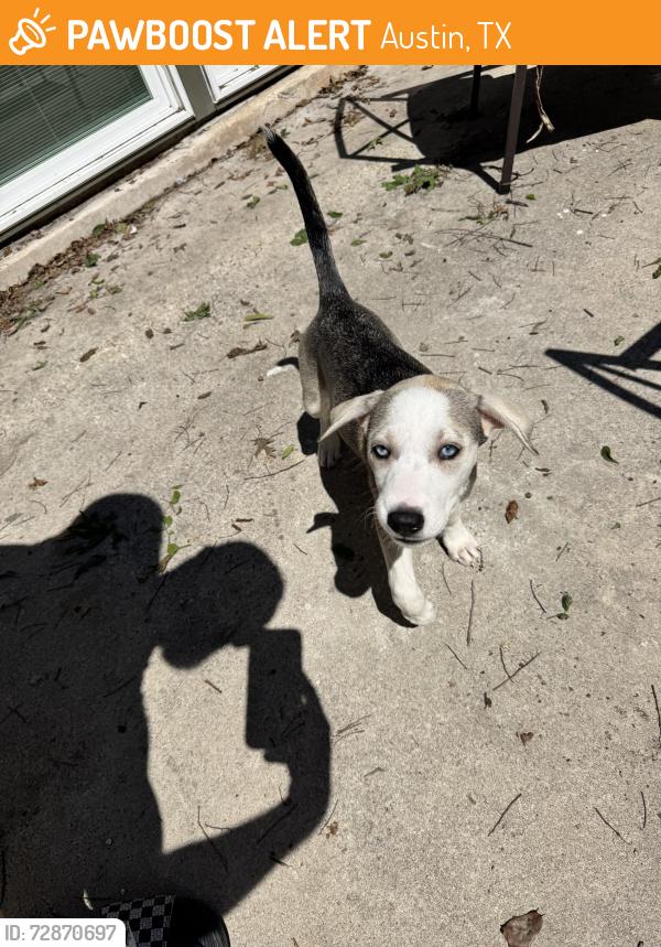 Found/Stray Female Dog last seen Neans & Parkfield, Austin, TX 78758