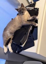 Reunited Male Cat last seen Pastori Way, Sacramento, CA 95828, USA, Sacramento, CA 95828