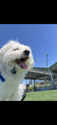 Lost Male Dog last seen Wortman, Brooklyn, NY 11207