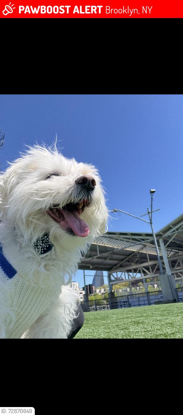 Lost Male Dog last seen Wortman, Brooklyn, NY 11207