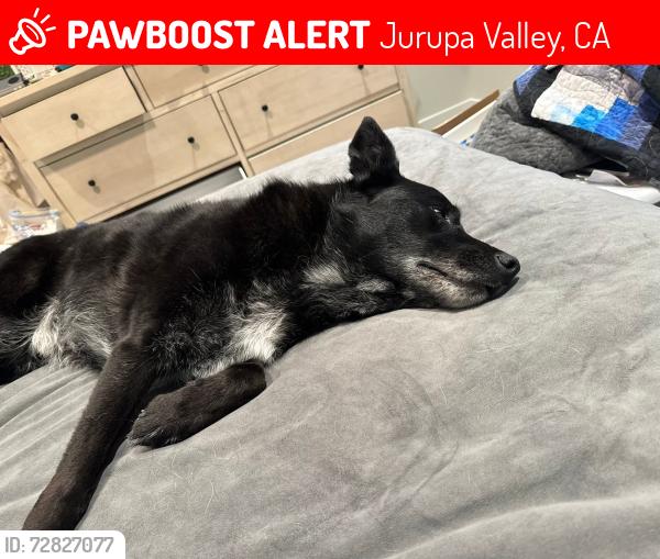 Lost Female Dog last seen Rubadoux and 29th , Jurupa Valley, CA 92509