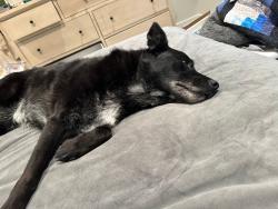 Lost Female Dog last seen Rubadoux and 29th , Jurupa Valley, CA 92509
