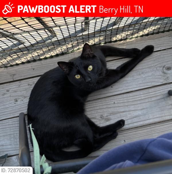 Lost Male Cat last seen Berry Road and Larkin Avenue, somewhere between 8th and Berry apmts parking lot and Alley-Cassetty Stone, Berry Hill, TN 37204