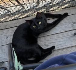 Lost Male Cat last seen Berry Road and Larkin Avenue, somewhere between 8th and Berry apmts parking lot and Alley-Cassetty Stone, Berry Hill, TN 37204