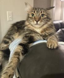 Lost Male Cat last seen Aspen Grove Loop/Eaton St., Missoula, MT 59801