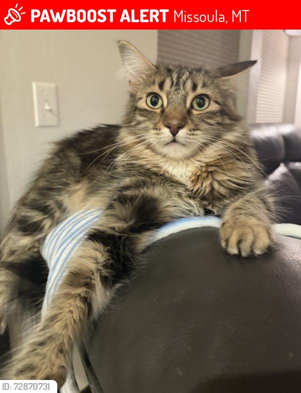 Lost Male Cat last seen Aspen Grove Loop/Eaton St., Missoula, MT 59801