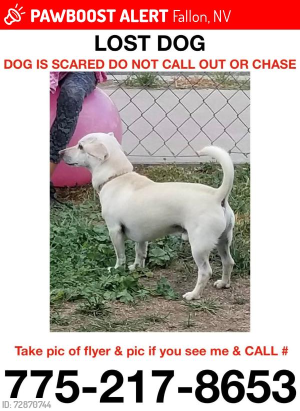 Lost Male Dog last seen Whitaker Lane, Fallon, NV, Fallon, NV 89406