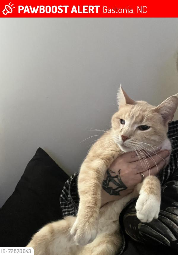Lost Male Cat last seen Valleydale dr , Gastonia, NC 28056