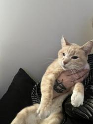 Lost Male Cat last seen Valleydale dr , Gastonia, NC 28056