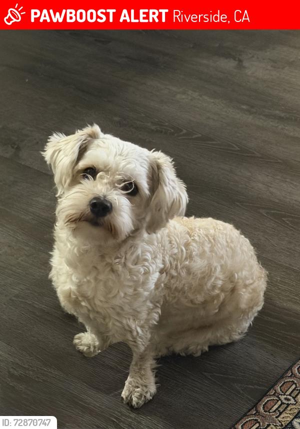 Lost Male Dog last seen Near Camino Real jurupa Valley CA , Riverside, CA 92509
