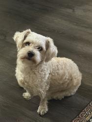 Lost Male Dog last seen Near Camino Real jurupa Valley CA , Riverside, CA 92509