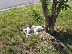 Found/Stray Unknown Cat last seen Rose Hill Dr. and Sturbridge PL, Rose Hill, VA 22310