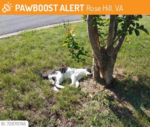 Found/Stray Unknown Cat last seen Rose Hill Dr. and Sturbridge PL, Rose Hill, VA 22310