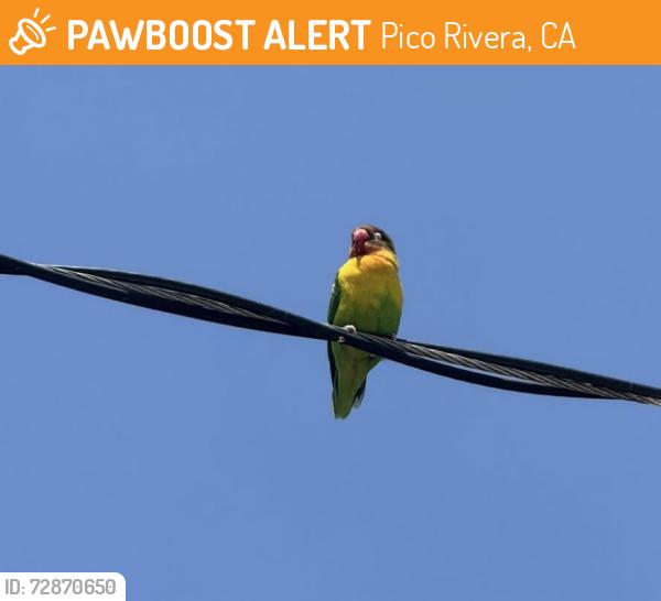 Found/Stray Unknown Bird last seen City Hall, Pico Rivera, CA 90660