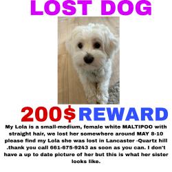 Lost Female Dog last seen W avenue M, Lancaster, CA 93536