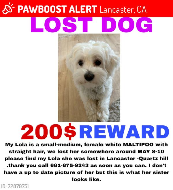 Lost Female Dog last seen W avenue M, Lancaster, CA 93536